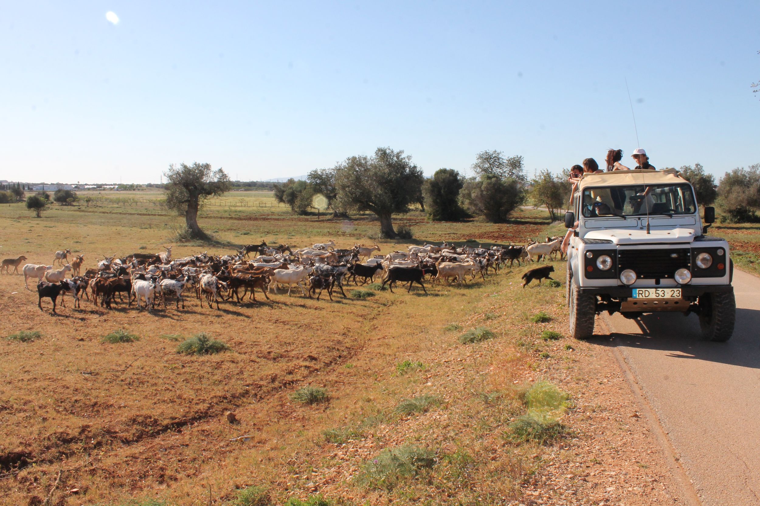 Ab Alte: Halbtägige Jeep-Safaritour durch die Landschaft