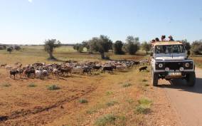 Albufeira: Jeep Safari Half-Day Countryside Tour