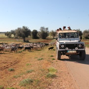 Albufeira: Jeep Safari Tour de medio día por el campo