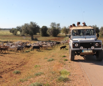 Albufeira: Jeep Safari Half-Day Countryside Tour