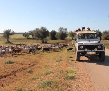Albufeira: Jeep Safari Half-Day Countryside Tour
