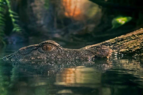 Visite de la jungle amazonienne et observation nocturne des alligators depuis Manaus