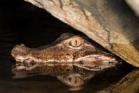 Visite de la jungle amazonienne et observation nocturne des alligators depuis Manaus