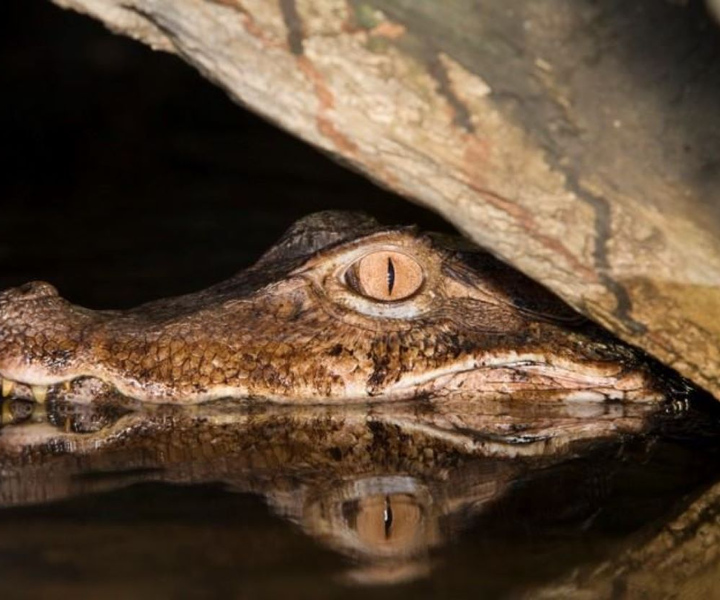 Amazon Jungle Tour & Alligators Night Watch from Manaus