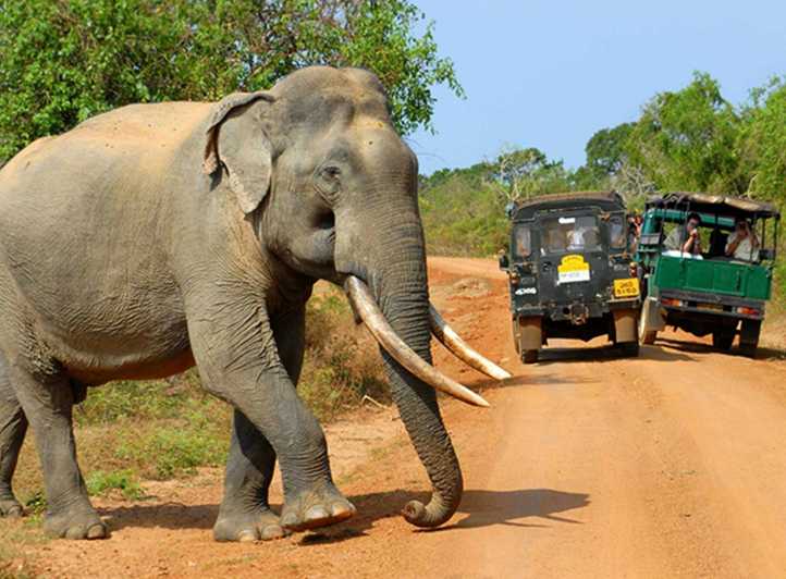 From Colombo: 2-Day Tour with Jungle Trek & National Park
