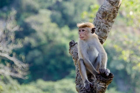 Fascinerende natuur en heuvellandschappen in Sri Lanka
