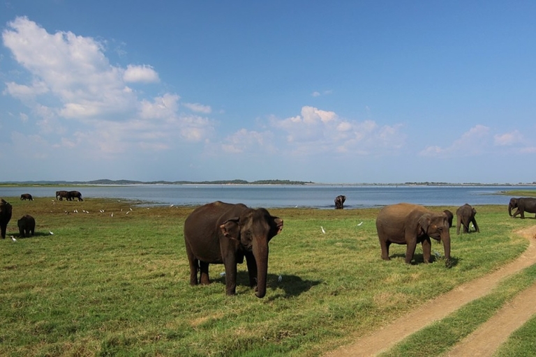 Wilde dieren in Sri Lanka, Udawalawe, Sinharaja, HeuvellandtreinWilde dieren in Sri Lanka: 2-daagse tour