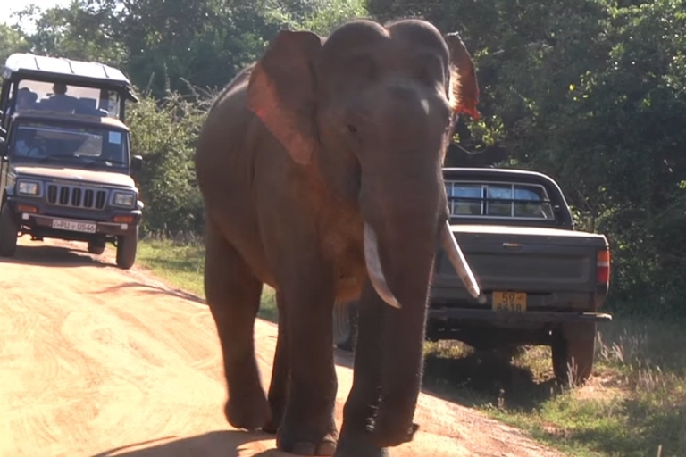 Vida salvaje de Sri Lanka, Udawalawe, Sinharaja, Tren de las colinasVida salvaje de Sri Lanka: Excursión de 2 días