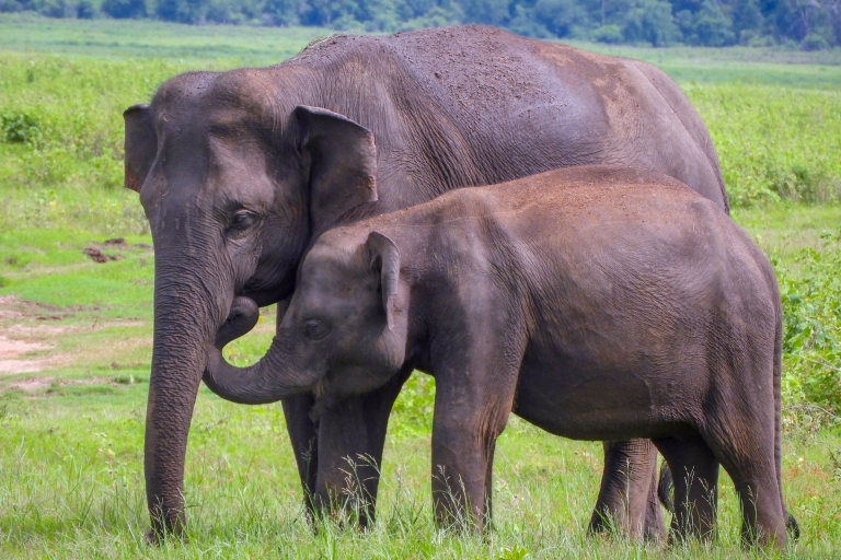 Fascinating Sri Lanka wildlife and hill country scenery