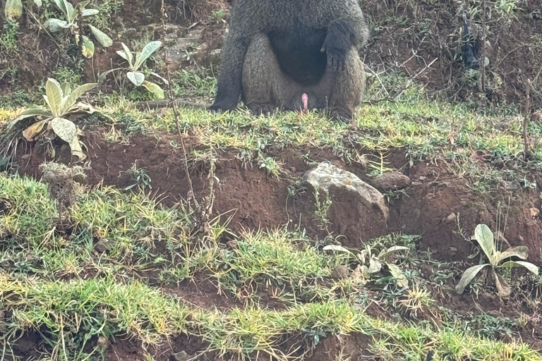 Addis Ababa: Mount Entoto Hike, Injera & Hyena Experience