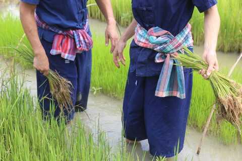 Chiang Mai: Búfalo tailandés y experiencia de siembra de arroz