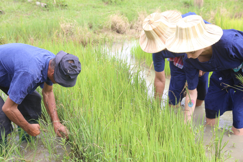 Chiang Mai: Búfalo tailandés y experiencia de siembra de arroz