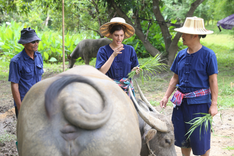 Chiang Mai : Buffles thaïlandais et plantation de riz