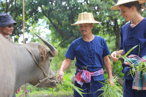 Chiang Mai: Doświadczenie z tajskimi bawołami i sadzeniem ryżu