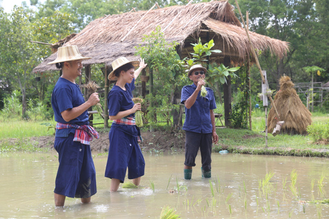 Chiang Mai: Experiência tailandesa com búfalos e plantação de arroz