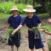Chiang Mai: Thai Buffalo and Rice Planting Experience