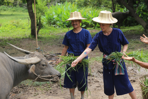 Chiang Mai : Buffles thaïlandais et plantation de riz