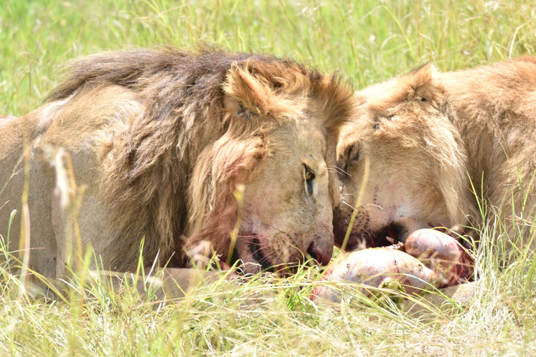 Safari de 4 jours au Masai Mara et au lac Nakuru