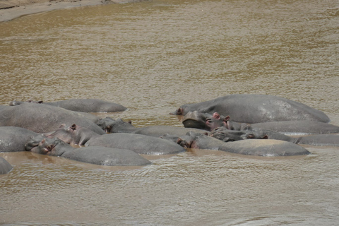 4-Day Masai Mara and Lake Nakuru Safari