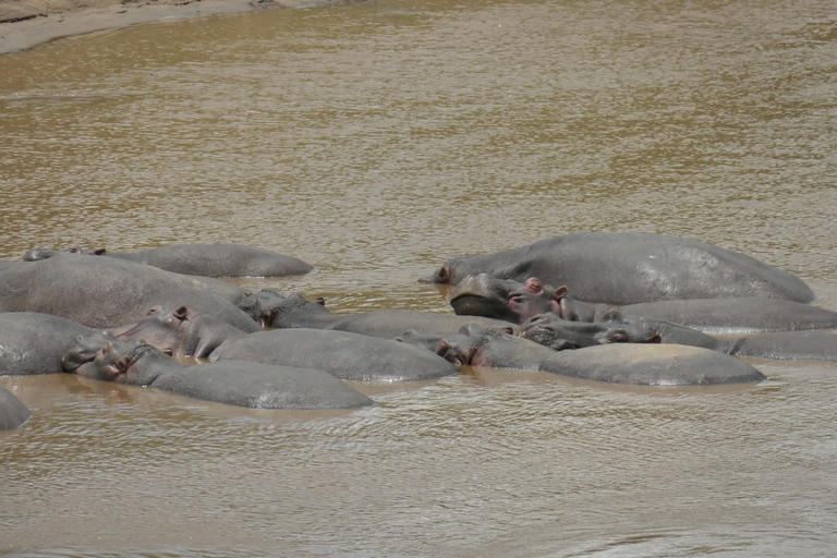 Safari de 4 jours au Masai Mara et au lac Nakuru