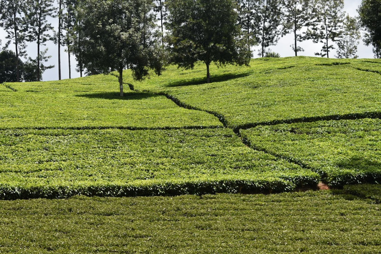 Tour della fattoria del tè viola da Nairobi - Esplora i verdi di GaturaTour della fattoria del tè viola da Nairobi - Esplora Gatura Greens