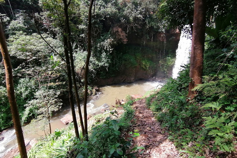 Tour della fattoria del tè viola da Nairobi - Esplora i verdi di GaturaTour della fattoria del tè viola da Nairobi - Esplora Gatura Greens