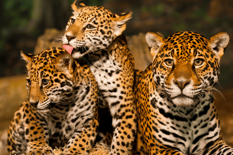 Da Delhi: Triangolo d'oro di 5 giorni con Leopard Safari