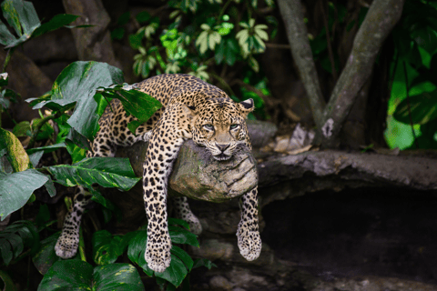 Z Delhi: 5-dniowy Złoty Trójkąt z Leopard Safari5-dniowa wycieczka po Złotym Trójkącie z Jhalana Leopard Safari