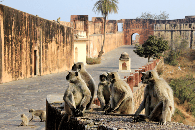 Z Delhi: 5-dniowy Złoty Trójkąt z Leopard Safari5-dniowa wycieczka po Złotym Trójkącie z Jhalana Leopard Safari