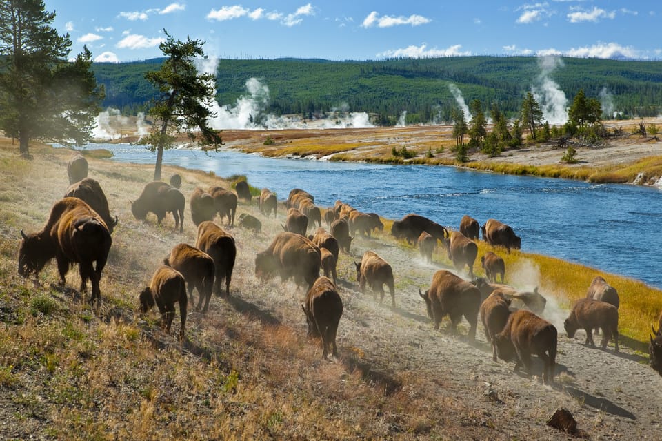 Yellowstone SelfGuided Tour of National Park Highlights GetYourGuide