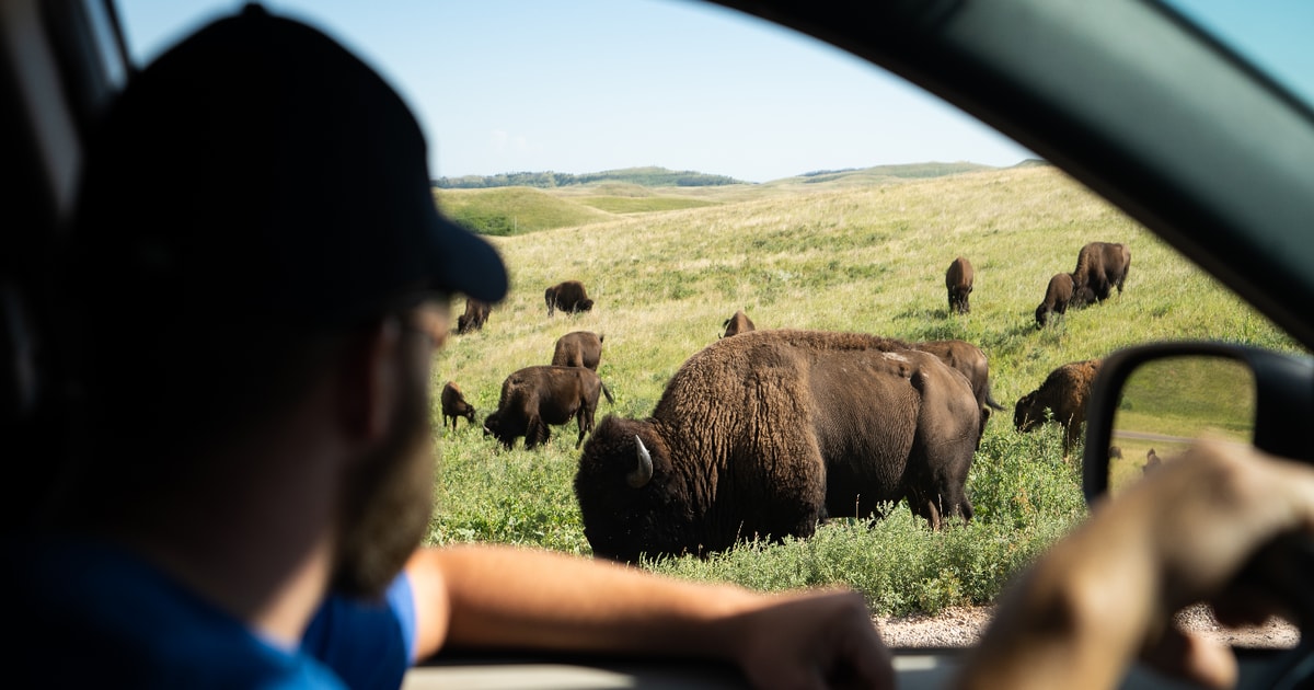 Yellowstone SelfGuided Tour of National Park Highlights GetYourGuide