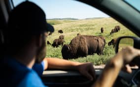 Yellowstone: Self-Guided Tour of National Park Highlights