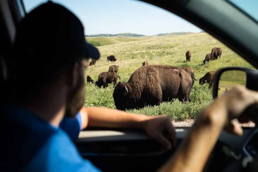 Yellowstone: Selbstgeführte Tour zu den Highlights des Nationalparks. Foto: GetYourGuide