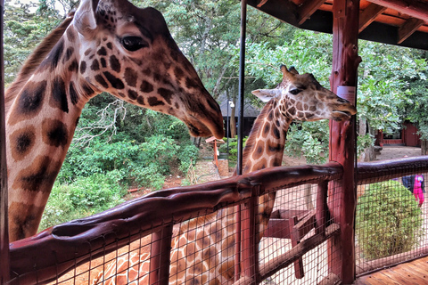 Nairobi: Karen Blixen, Orfanotrofio degli elefanti e Centro delle giraffeNairobi: Karen Blixen, Elephant Orphanage e Giraffe Center