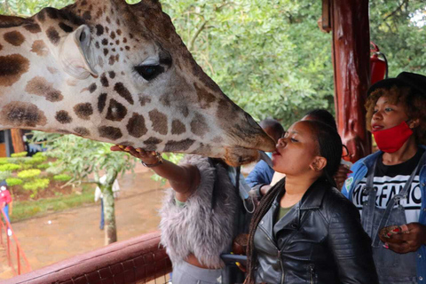 Nairobi: Karen Blixen, Orfanotrofio degli elefanti e Centro delle giraffeNairobi: Karen Blixen, Elephant Orphanage e Giraffe Center