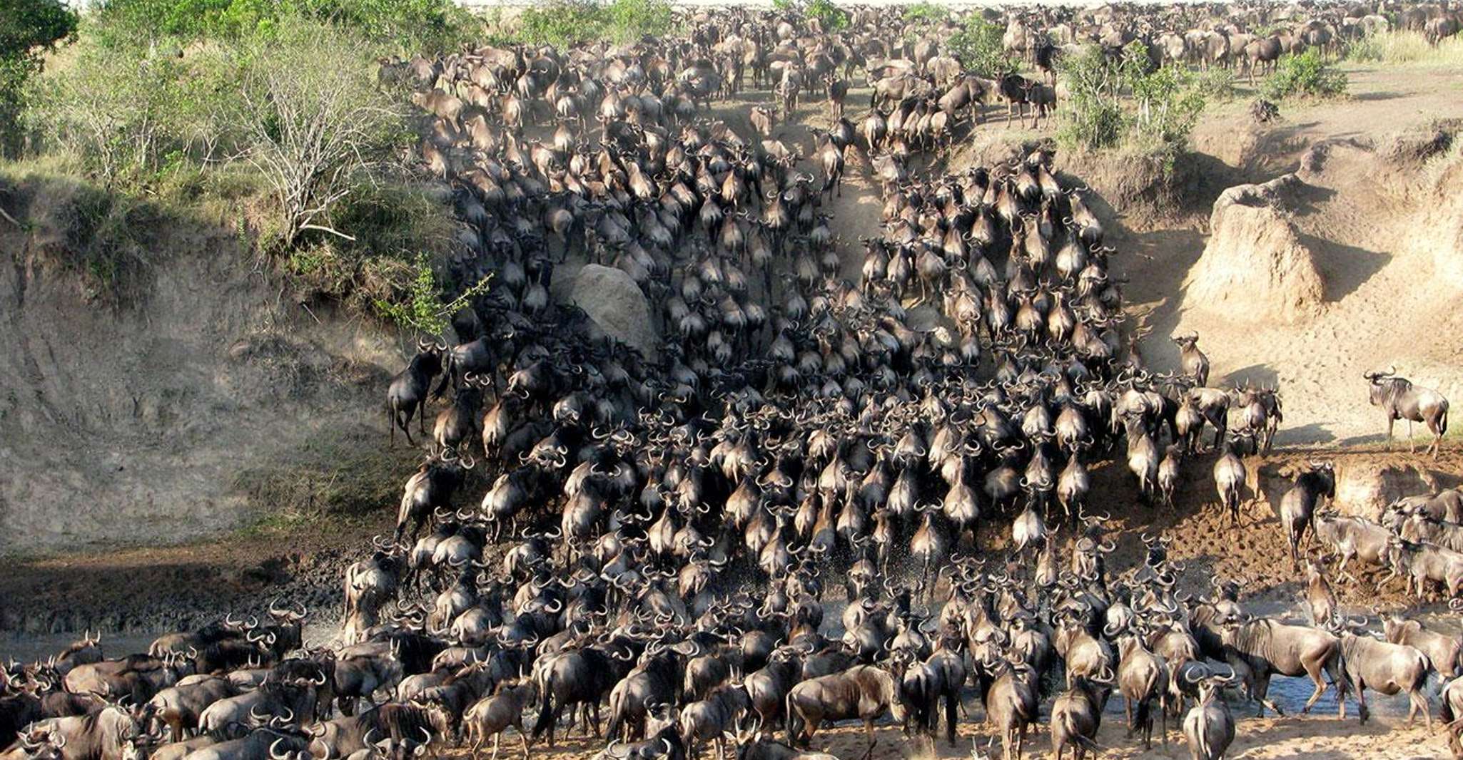 From Nairobi:3-Days 2-Nights Maasai Mara Budget Group Safari