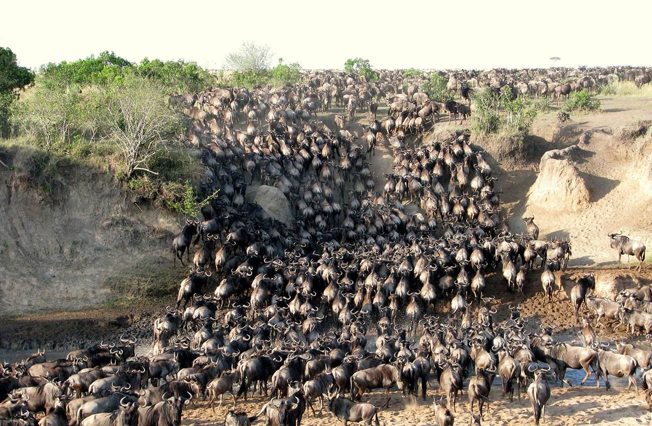 Ab Nairobi: 3-tägige Masai-Mara-Safari mit Landcruiser-Geländewagen