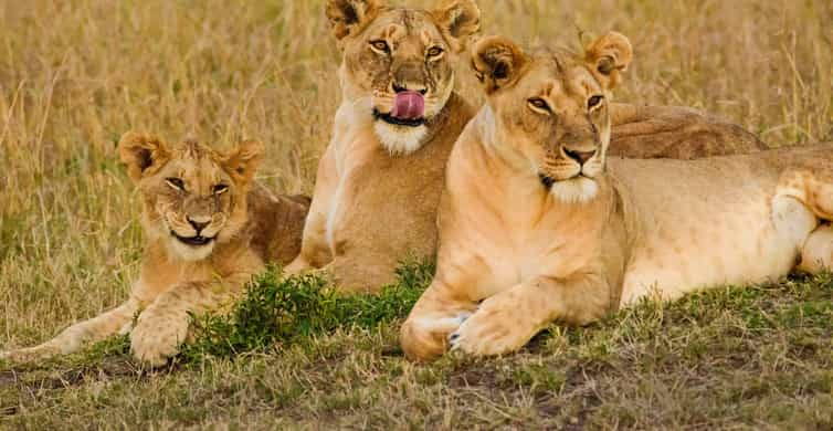 From Nairobi: Masai Mara 3-Day 2-Night Group joining Safari | GetYourGuide