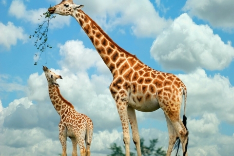 Nairobi National Museum, Giraffe Centre en Bomas of Kenya