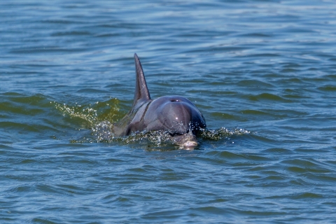 Sabana: Ecocrucero para avistar delfines y fauna salvajeSabana: Crucero ecológico para avistar delfines y fauna salvaje