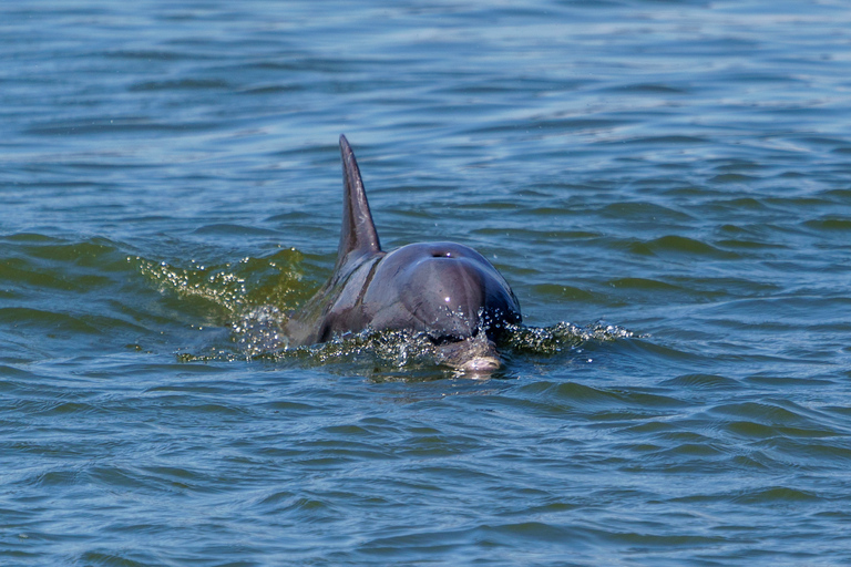 Savannah: avvistamento di delfini e crociera ecologica della fauna selvatica