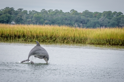 Savannah: obserwowanie delfinów i ekologiczny rejs po dzikiej przyrodzie