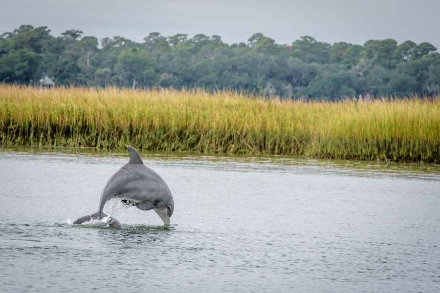 Savannah: Delfinbeobachtung und Wildtier-Öko-Kreuzfahrt. Foto: GetYourGuide