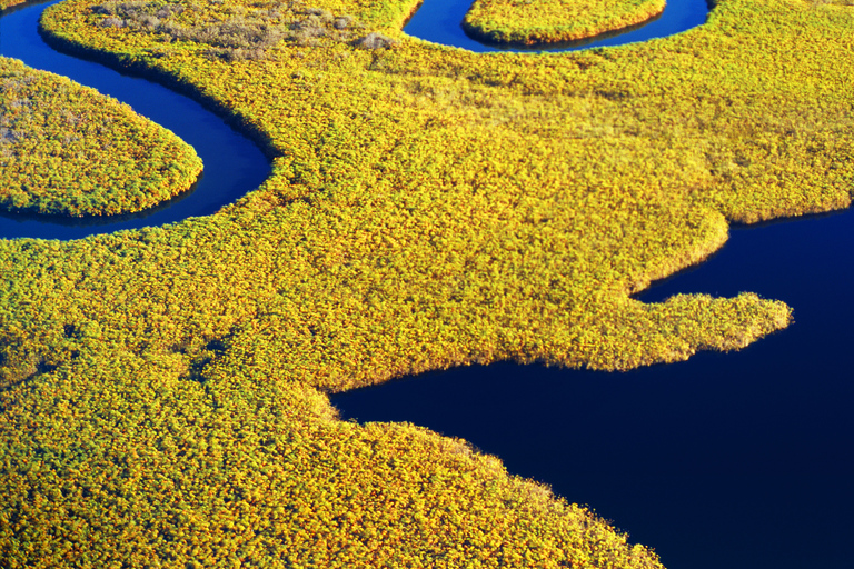 Savannah: Dolfijnen spotten en ecocruise in het wild