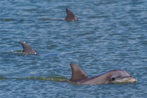 Savannah: Delfinbeobachtung und Wildtier-Öko-Kreuzfahrt