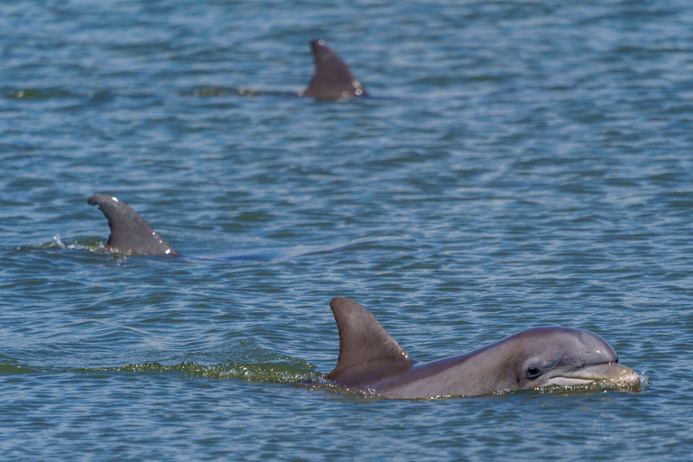 Savannah: observação de golfinhos e cruzeiro ecológico pela vida selvagem