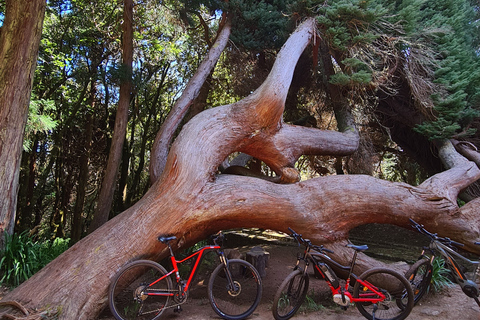 Camacha: Excursão Guiada de e-Bike pela Trilha da LevadaE-Mountain bike tour na Madeira!