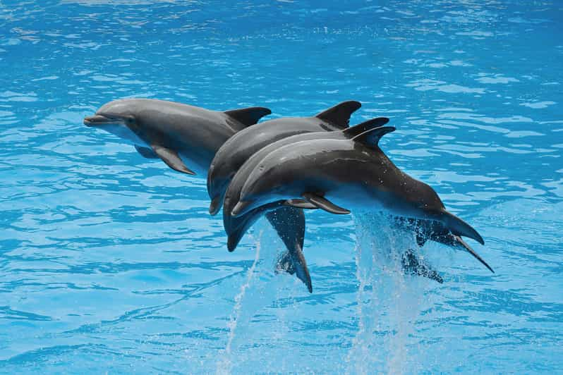 Hurghada: Swimming with Dolphins Red Sea Boat Tour & Lunch | GetYourGuide