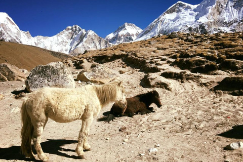 Trek du camp de base de l'Everest Trek Kala Patthar - 13 jours