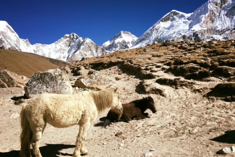 Trek du camp de base de l'Everest Trek Kala Patthar - 13 jours